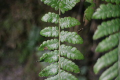 Leptogramma tottoides