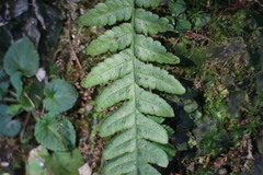 Leptogramma tottoides