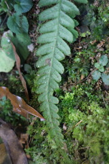 Leptogramma tottoides
