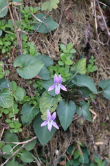 Viola inconspicua