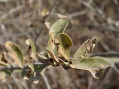 Balanites aegyptiaca