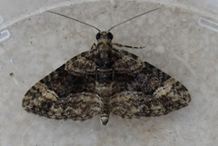 Eucymatoge peplodes