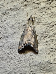 Glaucocharis dilatella