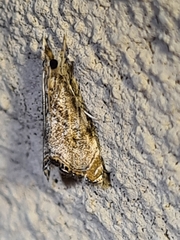 Glaucocharis dilatella