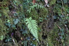Athyrium tripinnatum