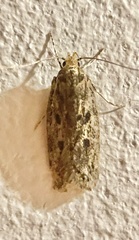 Hofmannophila pseudospretella