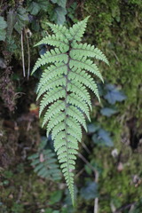 Athyrium tripinnatum