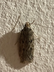Hofmannophila pseudospretella