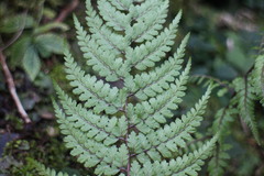 Athyrium tripinnatum