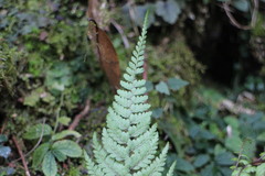 Athyrium tripinnatum