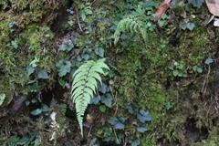 Athyrium tripinnatum