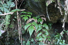 Cyrtomium caryotideum