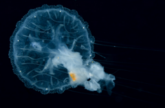 Chrysaora lactea