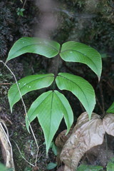 Cyrtomium caryotideum