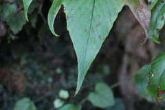 Cyrtomium caryotideum