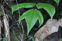 Cyrtomium caryotideum