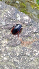 Opisthoplatia orientalis