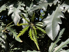 Plerandra elegantissima