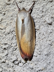 Ptyoptila matutinella