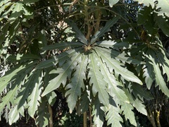 Plerandra elegantissima