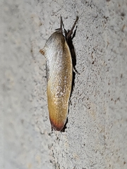 Ptyoptila matutinella