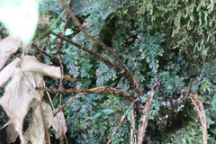 Cyrtomium caryotideum