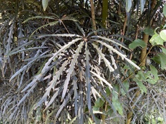 Plerandra elegantissima
