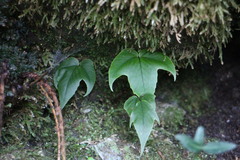 Cyrtomium caryotideum