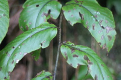 Cyrtomium caryotideum