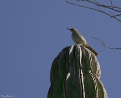 Toxostoma cinereum