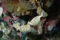 Lamprohaminoea cymbalum