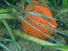 Phlyctenactis tuberculosa