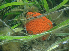 Phlyctenactis tuberculosa