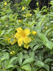 Allamanda cathartica