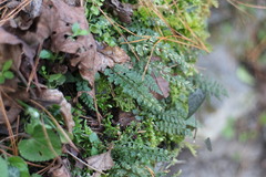 Asplenium tenuicaule