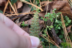 Asplenium tenuicaule