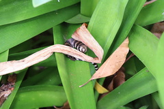 Cyclodomorphus gerrardii