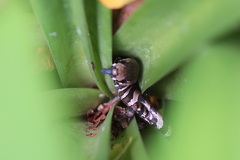 Cyclodomorphus gerrardii