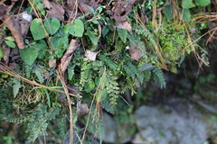 Asplenium tenuicaule