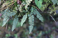 Asplenium tenuicaule