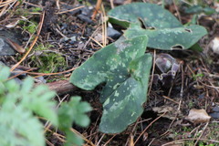 Asarum macranthum