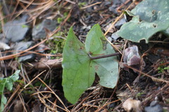 Asarum macranthum
