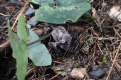 Asarum macranthum