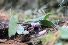 Asarum macranthum