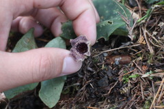 Asarum macranthum