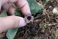 Asarum macranthum