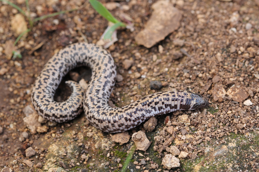 Checkerboard Worm Lizard (Western) from Sidi Kaouki, Morocco on ...