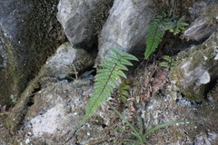 Polystichum luctuosum