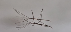 Ctenomorpha marginipennis