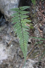 Polystichum luctuosum